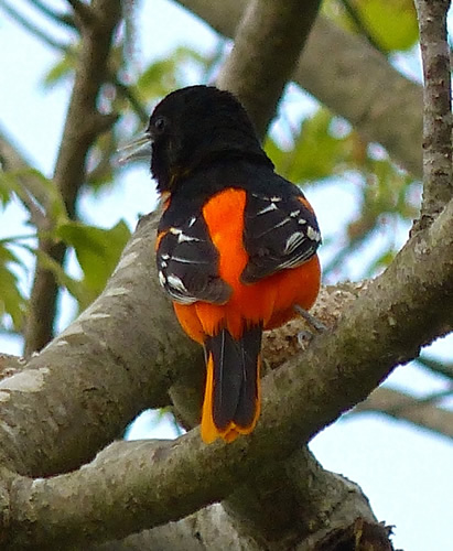 Baltimore Oriole