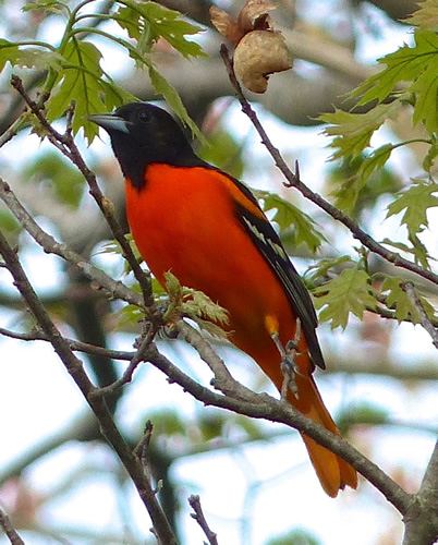 Baltimore Oriole