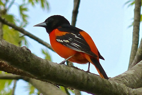 Baltimore Oriole