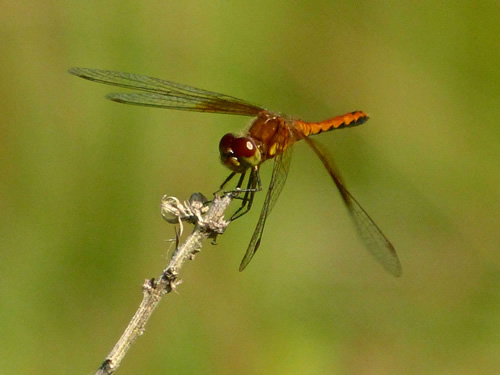 Band-winged Meadowhawk Dragonfly
