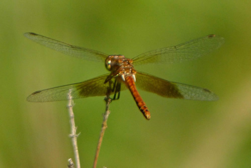 Band-winged Meadowhawk Dragonfly