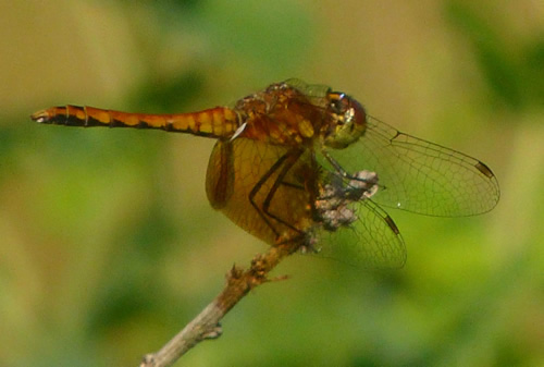 Band-winged Meadowhawk Dragonfly