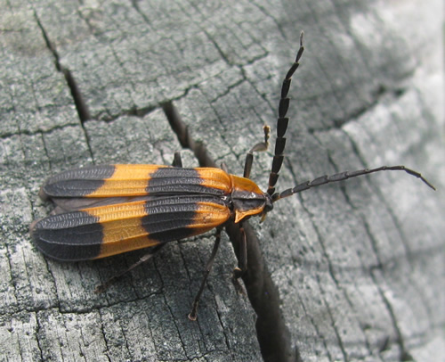 Banded Net-Winged Beetle