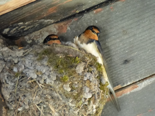 Barn Swallow