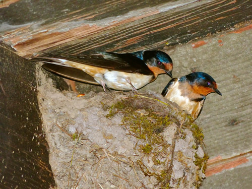 Barn Swallow