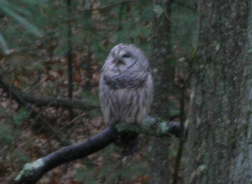 Barred Owl