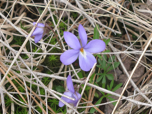 Bird's Foot Violet