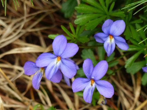 Bird's Foot Violet