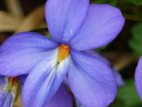 Bird's Foot Violet