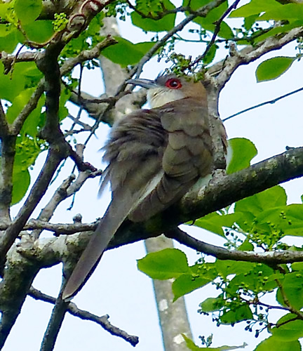 Black-billed Cuckoo