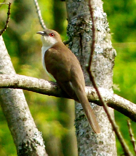 Black-billed Cuckoo