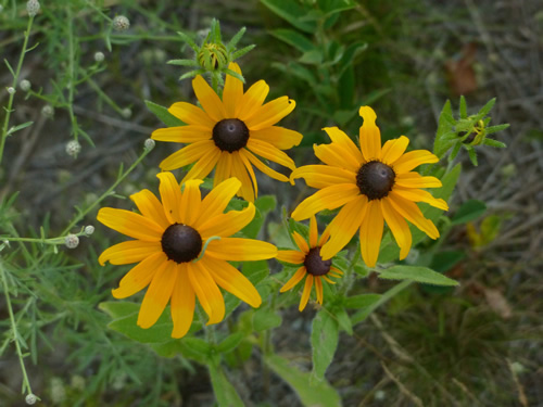 Black-eyed Susans