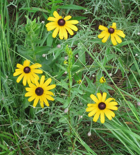 Black-eyed Susans