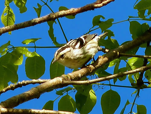 Black and White Warbler (female)