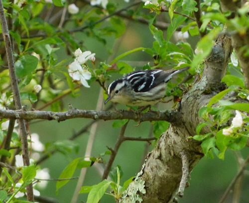 Black and White Warbler