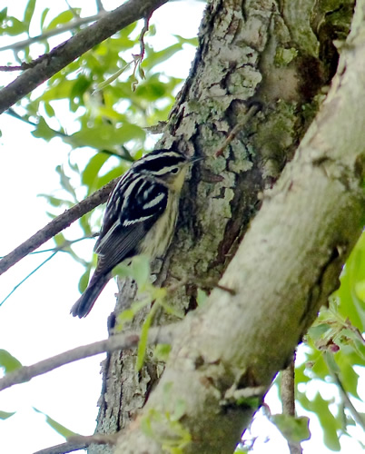 Black and White Warbler