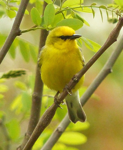 Blue-winged Warbler