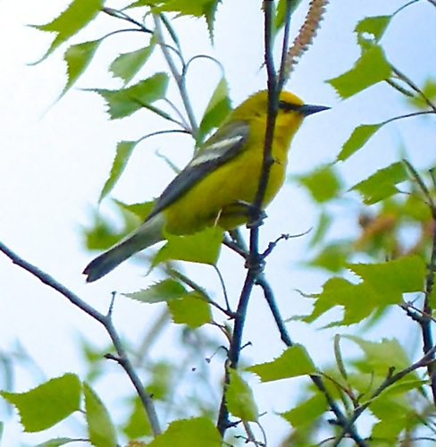 Blue-winged Warbler