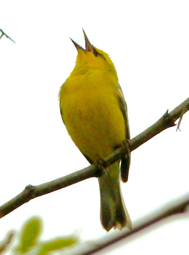 Blue-winged Warbler