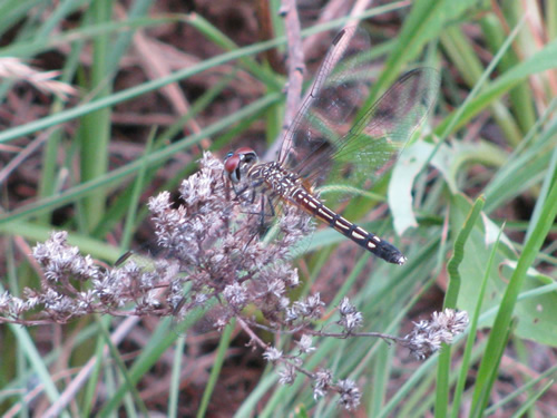 Blue Dasher Dragonfly