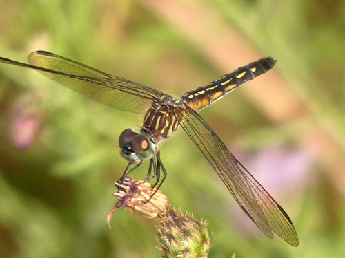 Blue Dasher Dragonfly (female)