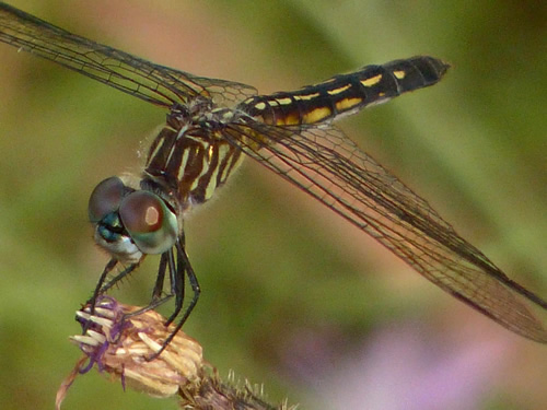 Blue Dasher Dragonfly (female)