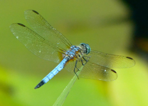 Blue Dasher Dragonfly (male)