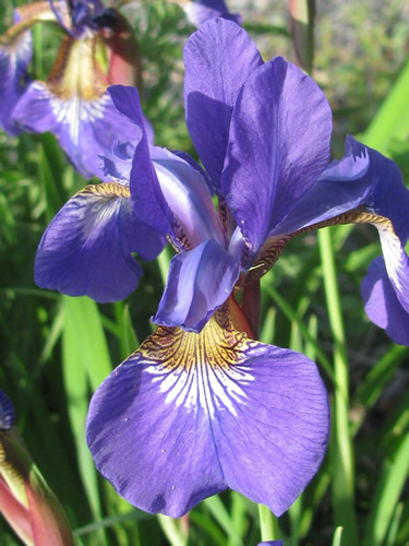 Blue Flag Iris