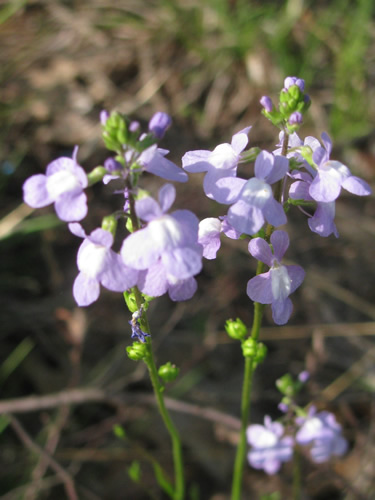 Blue Toadflax