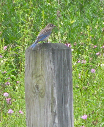 Bluebird (juvenile)