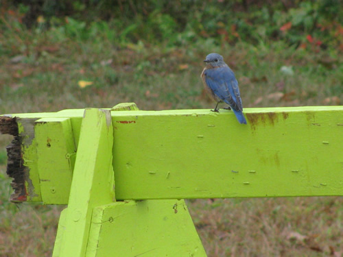 Eastern Bluebird