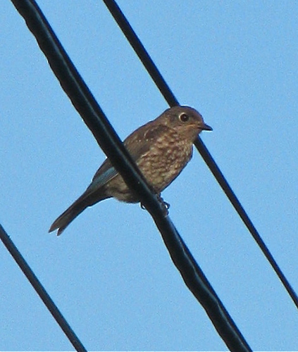 Bluebird (Immature)