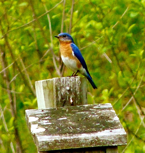 Eastern Bluebird