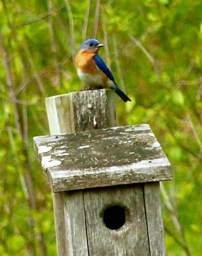 Eastern Bluebird