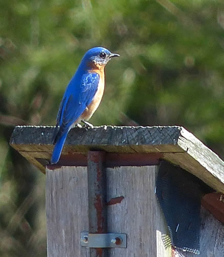 Eastern Bluebird (male)