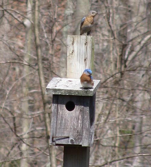 Eastern Bluebird