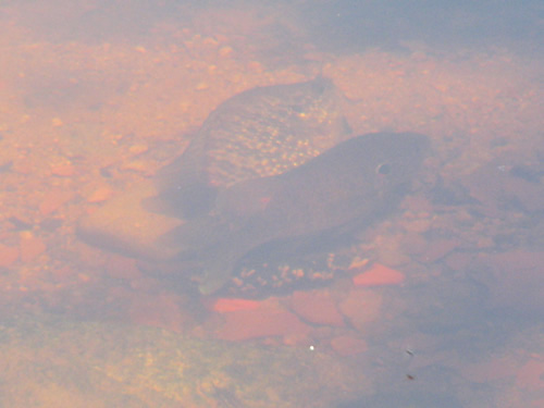 Bluegill Sunfish