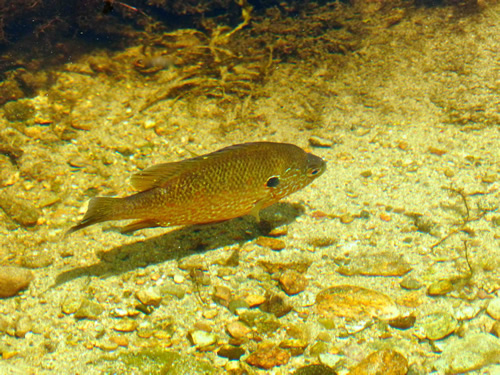 Bluegill Sunfish