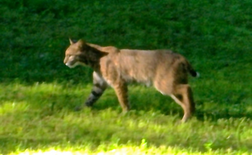 Bobcat