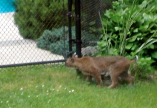 Bobcat