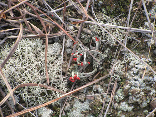 British Soldier Lichen