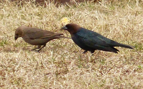 Brown-headed Cowbird