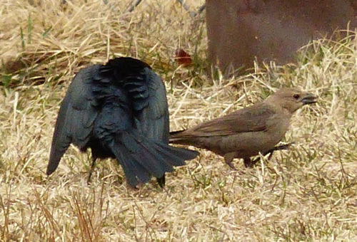 Brown-headed Cowbird