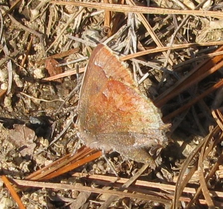 Brown Elfin Butterfly