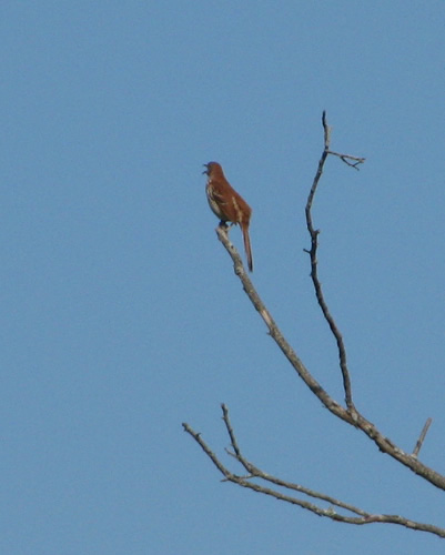 Brown Thrasher