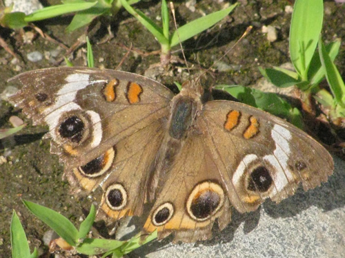 Buckeye Butterfly