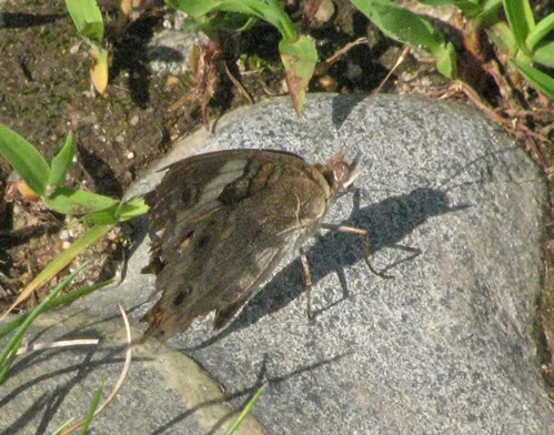 Buckeye Butterfly