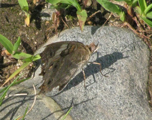 Buckeye Butterfly