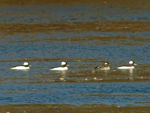 Bufflehead