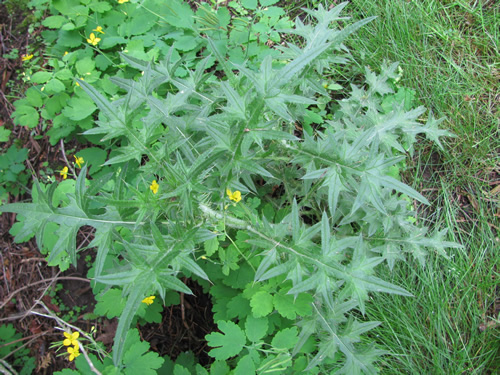 Bull Thistle